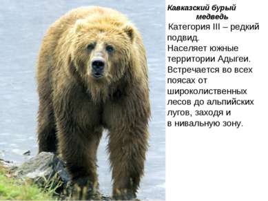 Кавказский бурый медведь Категория III – редкий подвид. Населяет южные террит...