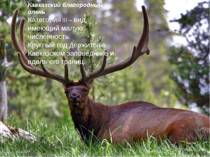 Кавказский благородный олень Категория III – вид, имеющий малую численность. ...