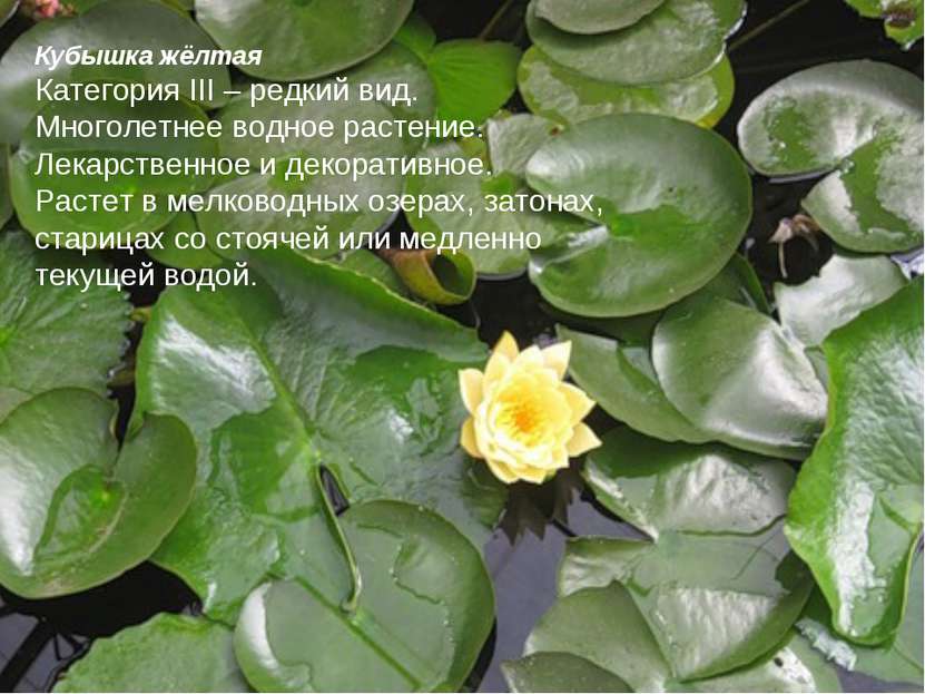 Кубышка жёлтая Категория III – редкий вид. Многолетнее водное растение. Лекар...