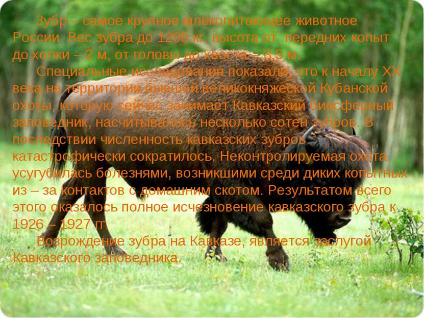Зубр – самое крупное млекопитающее животное России. Вес зубра до 1200 кг, выс...
