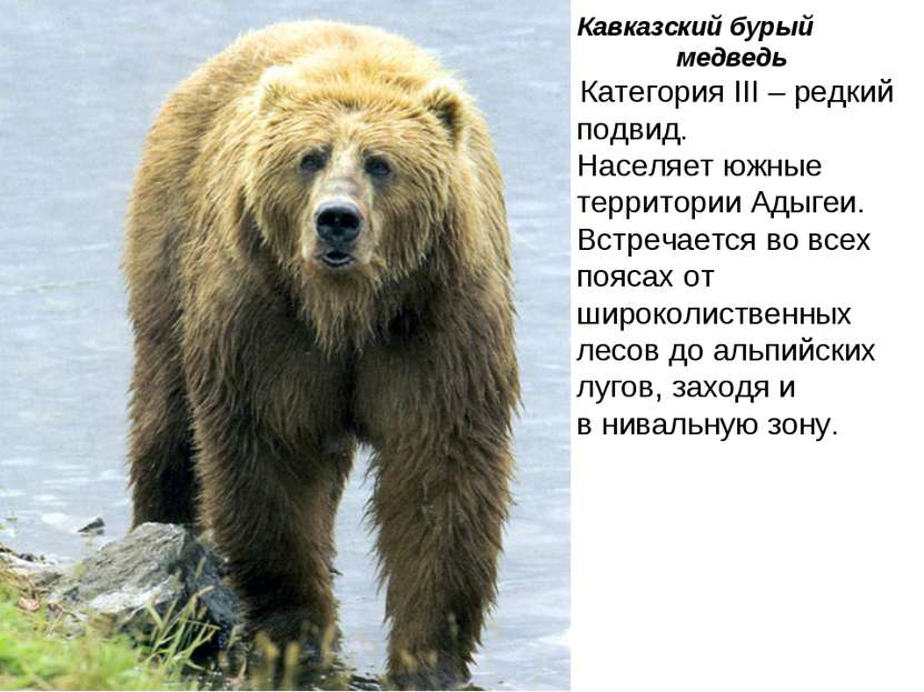 Кавказский бурый медведь Категория III – редкий подвид. Населяет южные террит...