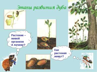 Этапы развития дуба Как растения живут? Растение – живой организм А почему?