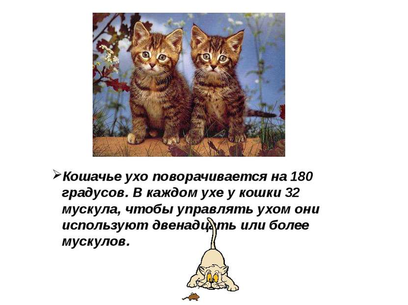 Кошачье ухо поворачивается на 180 градусов. В каждом ухе у кошки 32 мускула, ...