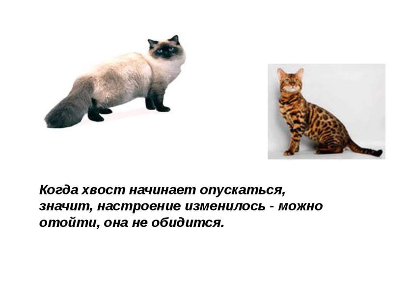 Когда хвост начинает опускаться, значит, настроение изменилось - можно отойти...