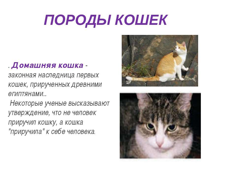 Породы кошек 1 класс. Презентация про кошек. Презентация на тему домашние кошки. Презентация о домашней кошке. Слайд с кошкой.