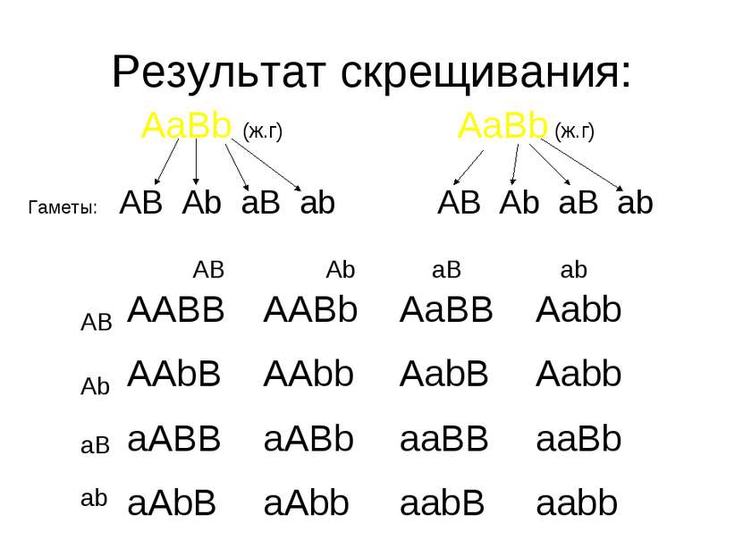 Результат скрещивания: AaBb (ж.г) AaBb (ж.г) Гаметы: AB Ab aB ab AB Ab aB ab ...