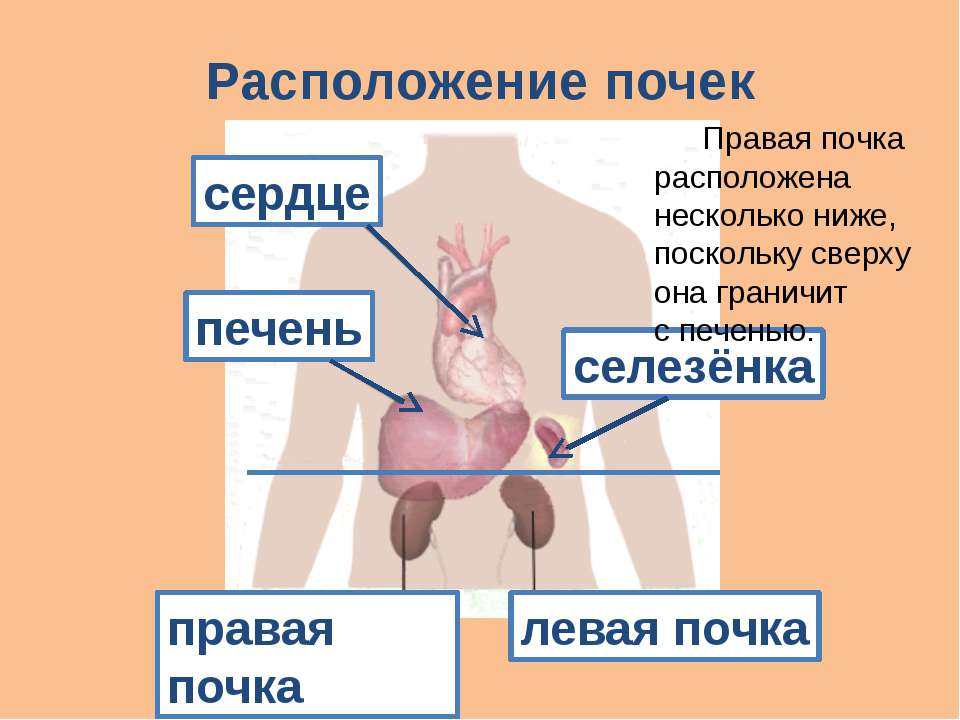 Сердце почка селезенка. Расположение почек у человека спереди. Схема расположения почек у человека. Печень и почки расположение. Где находятся почки у человека.