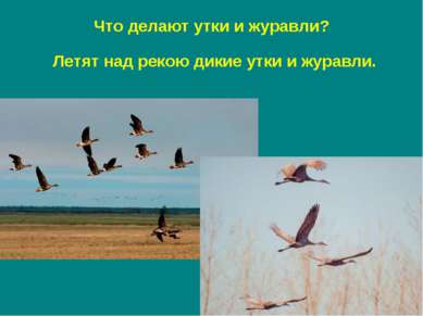 Летят над рекою дикие утки и журавли. Что делают утки и журавли?