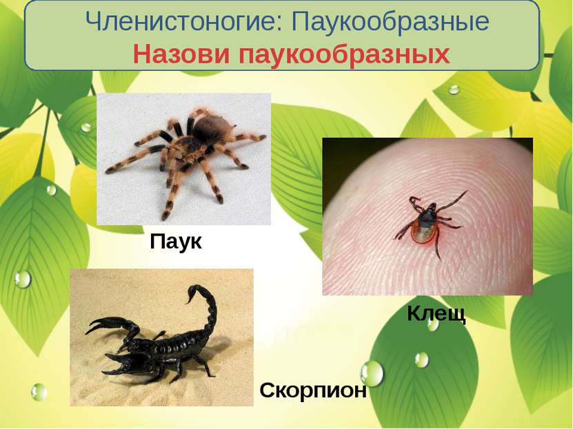 Членистоногие: Паукообразные Назови паукообразных Паук Клещ Скорпион