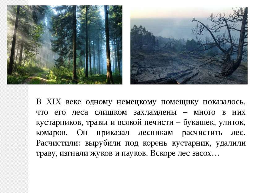 В XIX веке одному немецкому помещику показалось, что его леса слишком захламл...