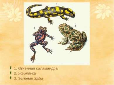 1. Огненная саламандра 2. Жерлянка 3. Зелёная жаба