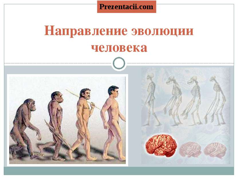Направление эволюции человека Prezentacii.com