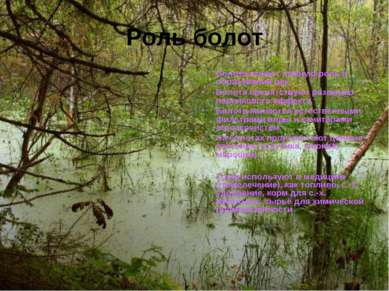 Роль болот Болота играют важную роль в образовании рек. Болота препятствуют р...