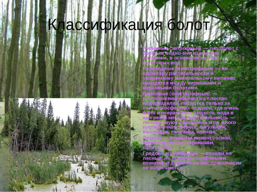 Классификация болот Низинные (эвтрофные) — тип болот с богатым водно-минераль...