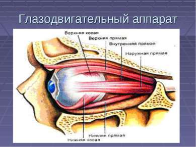 Глазодвигательный аппарат