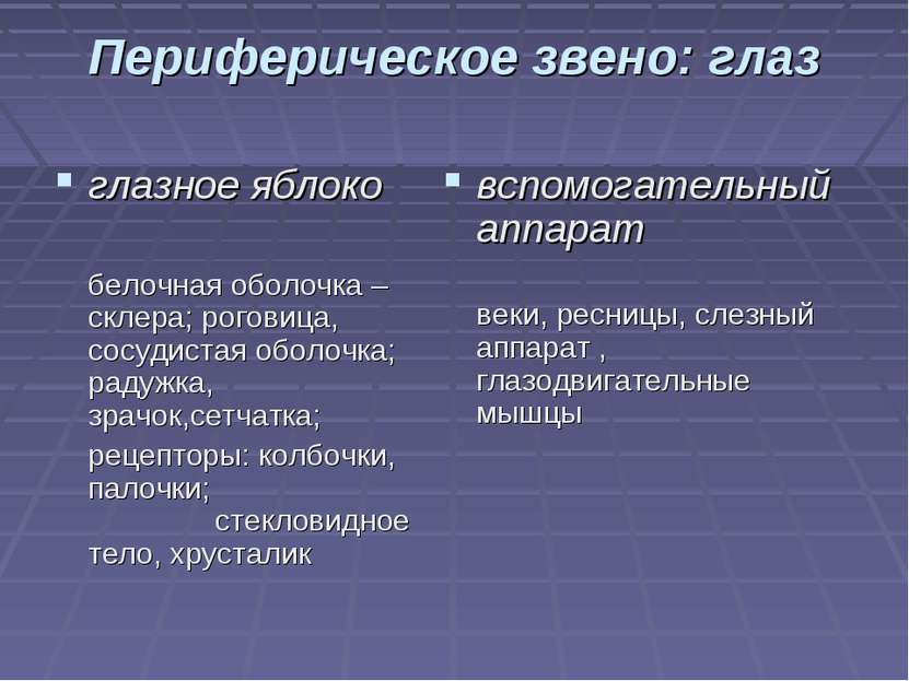 Периферическое звено: глаз глазное яблоко белочная оболочка – склера; роговиц...