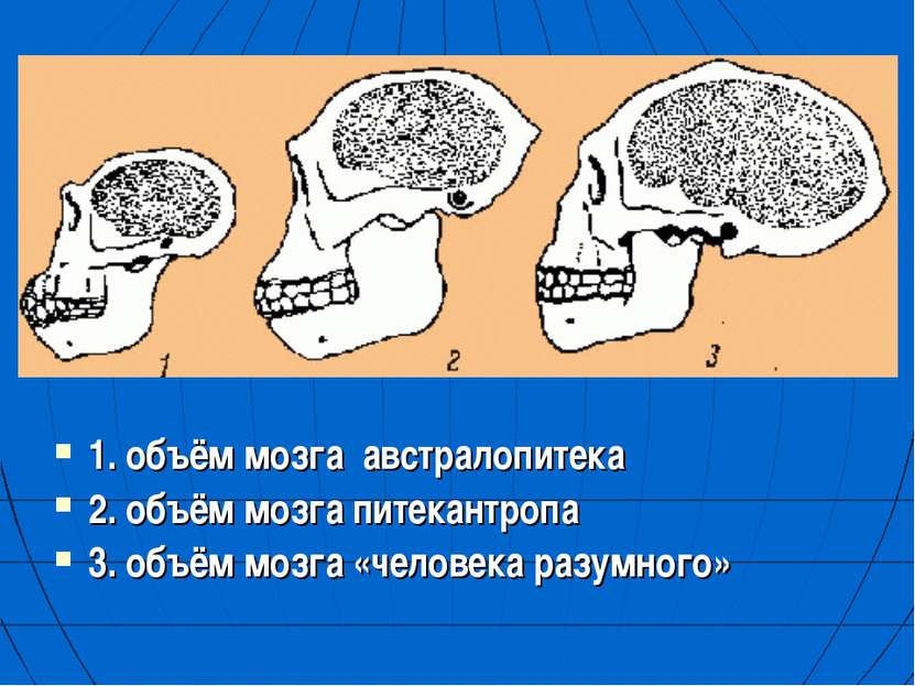 1. объём мозга австралопитека 2. объём мозга питекантропа 3. объём мозга «чел...