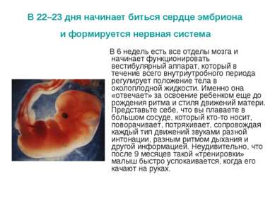В 22–23 дня начинает биться сердце эмбриона и формируется нервная система В 6...