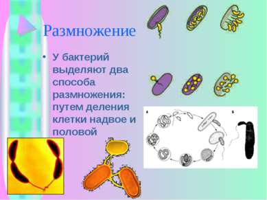 Размножение У бактерий выделяют два способа размножения: путем деления клетки...