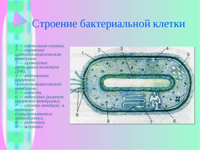Строение бактериальной клетки 1 — клеточная стенка, 2 — наружная цитоплазмати...