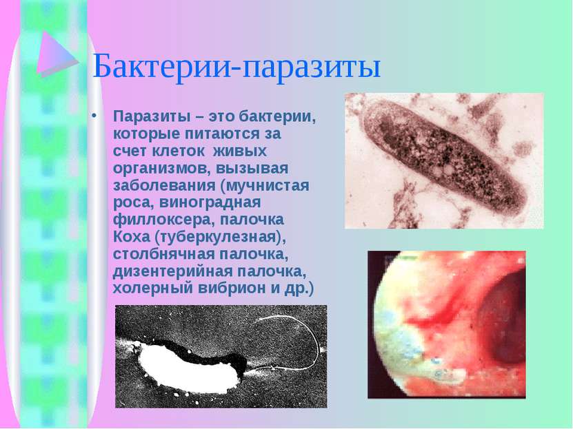 Бактерии-паразиты Паразиты – это бактерии, которые питаются за счет клеток жи...
