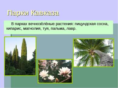 Парки Кавказа В парках вечнозёлёные растения: пицундская сосна, кипарис, магн...