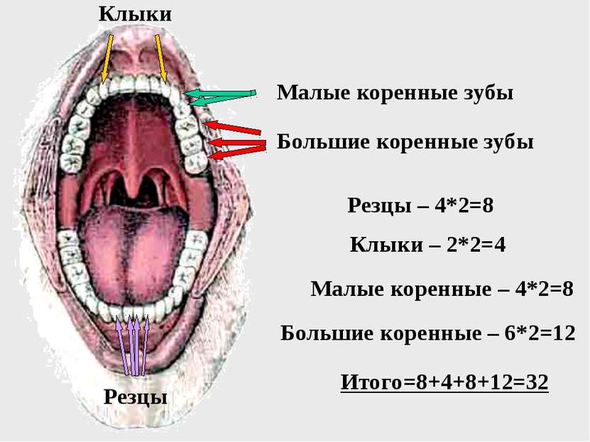 Большие коренные зубы Малые коренные зубы Клыки Резцы Резцы – 4*2=8 Клыки – 2...