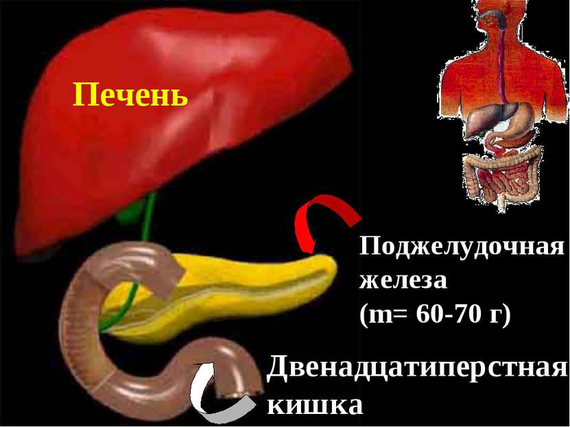 Печень Поджелудочная железа (m= 60-70 г) Двенадцатиперстная кишка