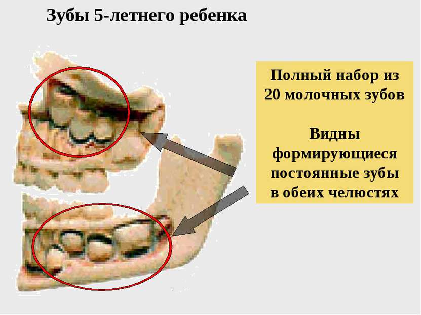 Зубы 5-летнего ребенка Полный набор из 20 молочных зубов Видны формирующиеся ...