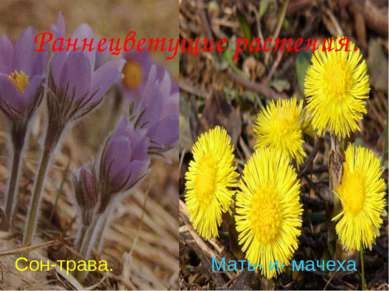 Анатольева Э.В. Раннецветущие растения. Сон-трава. Мать- и- мачеха Анатольева...
