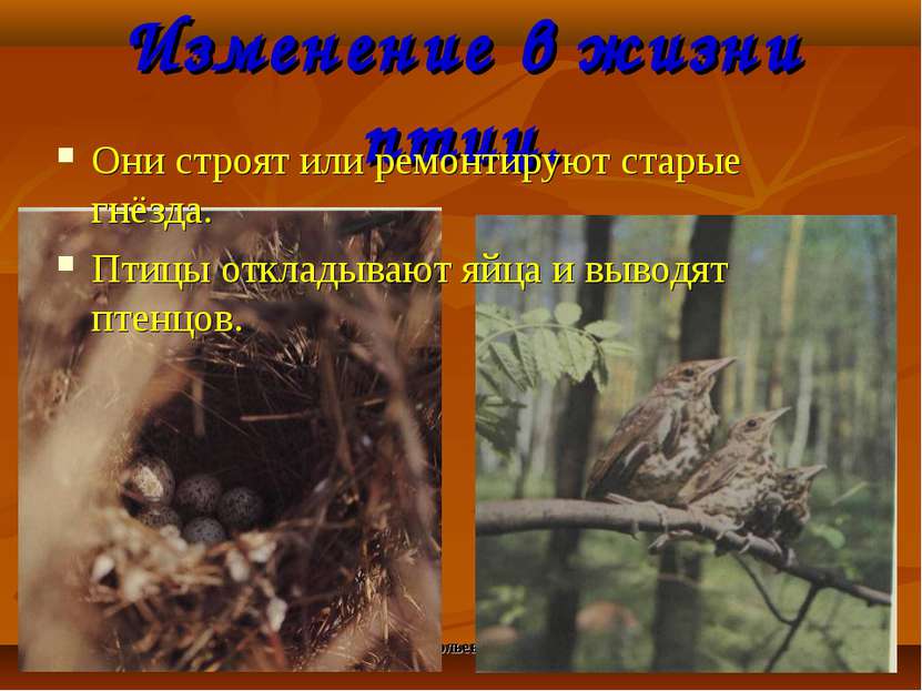 Анатольева Э.В. Изменение в жизни птиц. Они строят или ремонтируют старые гнё...