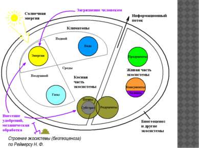 Основные компоненты экосистемы С точки зрения структуры в экосистеме выделяют...