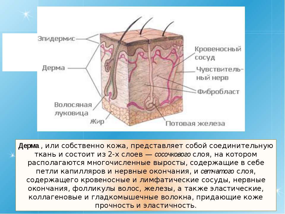 Эпидермис и дерма. Эпидермис и дерма содержит соединительная ткань. Между эпидермисом и собственно кожей располагается. Дерма потовые железы эпидермис.
