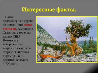 Интересные факты. Самое долгоживущее дерево на Земле – это сосна остистая, ра...