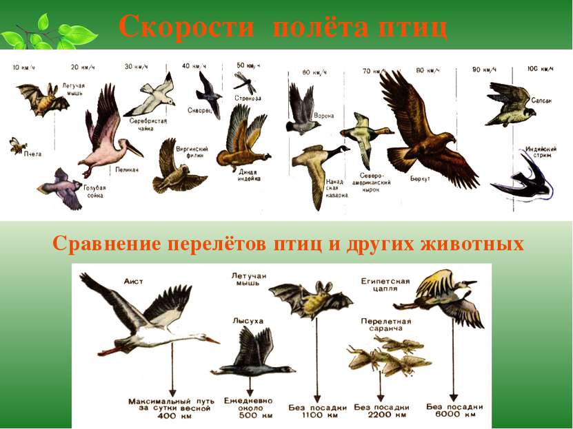 Скорости полёта птиц Сравнение перелётов птиц и других животных