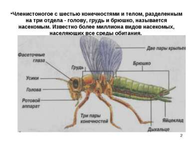 * Членистоногое с шестью конечностями и телом, разделенным на три отдела - го...