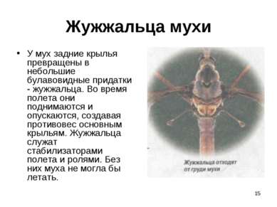 * Жужжальца мухи У мух задние крылья превращены в небольшие булавовидные прид...