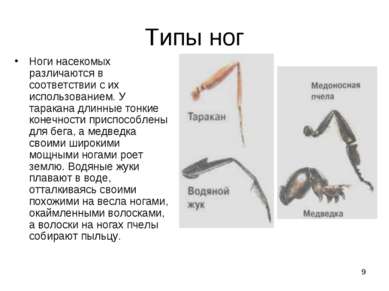 * Типы ног Ноги насекомых различаются в соответствии с их использованием. У т...