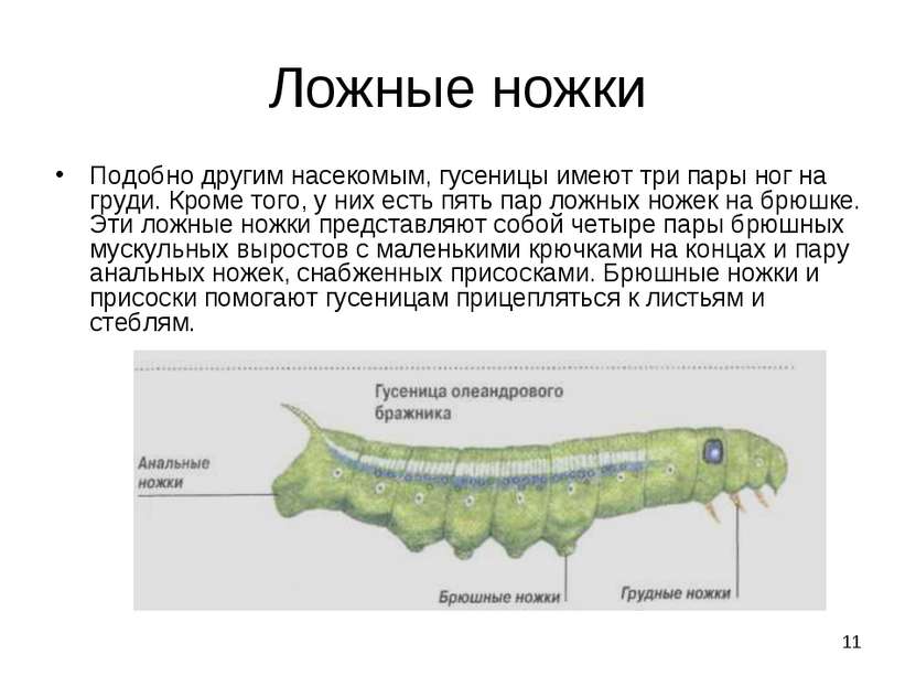 * Ложные ножки Подобно другим насекомым, гусеницы имеют три пары ног на груди...