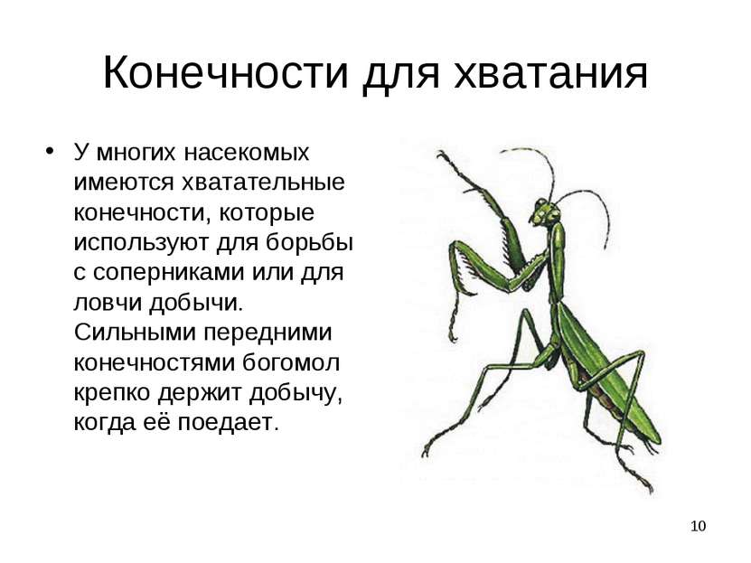 * Конечности для хватания У многих насекомых имеются хватательные конечности,...