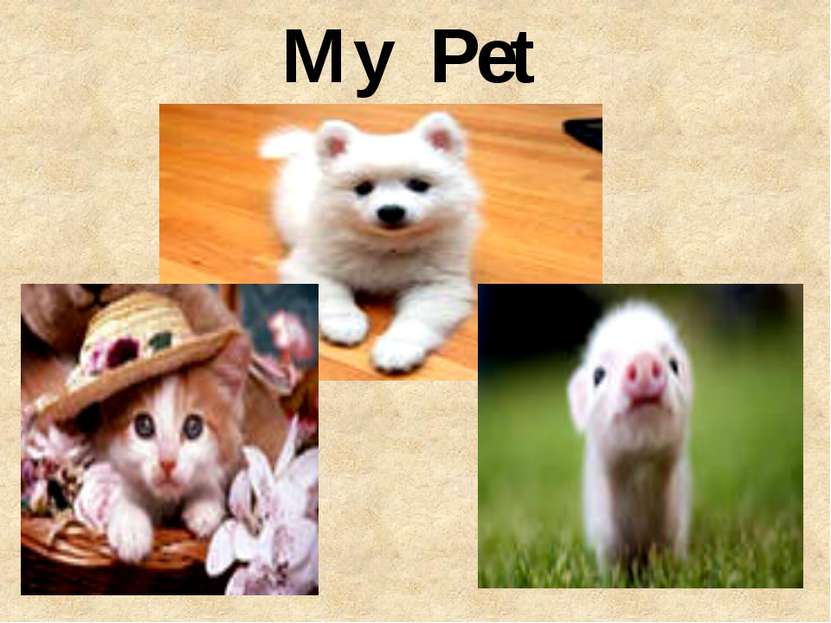 My Pet