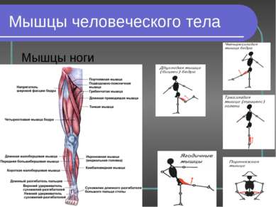 Мышцы человеческого тела Мышцы ноги