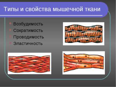 Типы и свойства мышечной ткани Возбудимость Сократимость Проводимость Эластич...