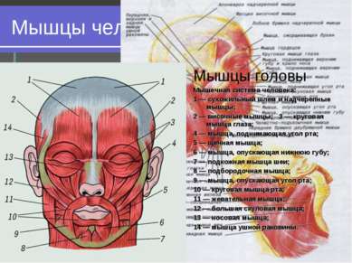 Мышцы человеческого тела Мышцы головы Мышцы головы Мышечная система человека:...