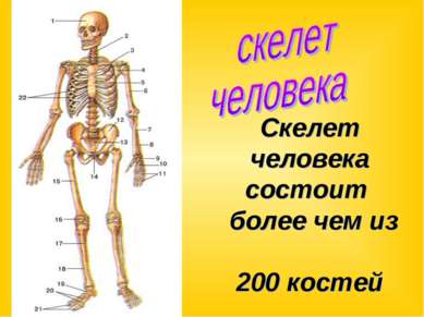 Скелет человека состоит более чем из 200 костей