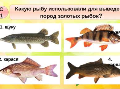 Какую рыбу использовали для выведения пород золотых рыбок? С1 1. щуку 3. окун...