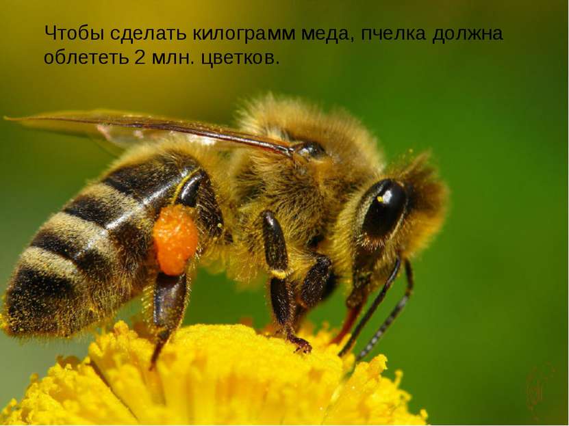Чтобы сделать килограмм меда, пчелка должна облететь 2 млн. цветков.