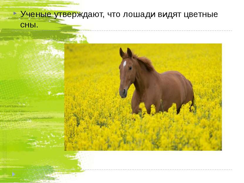 Ученые утверждают, что лошади видят цветные сны. Ученые утверждают, что лошад...