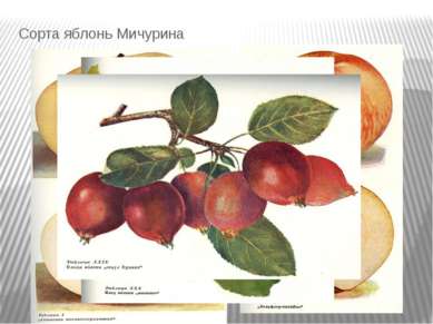 Сорта яблонь Мичурина