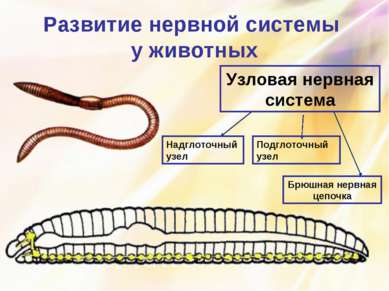 Развитие нервной системы у животных Узловая нервная система Надглоточный узел...